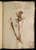  Fol. 24 

Testiculus hircinus. Tragorchis Lingulis viridibus. Orchis Saurodes vel Scincophora Orchis Lacertarum aemulatione.